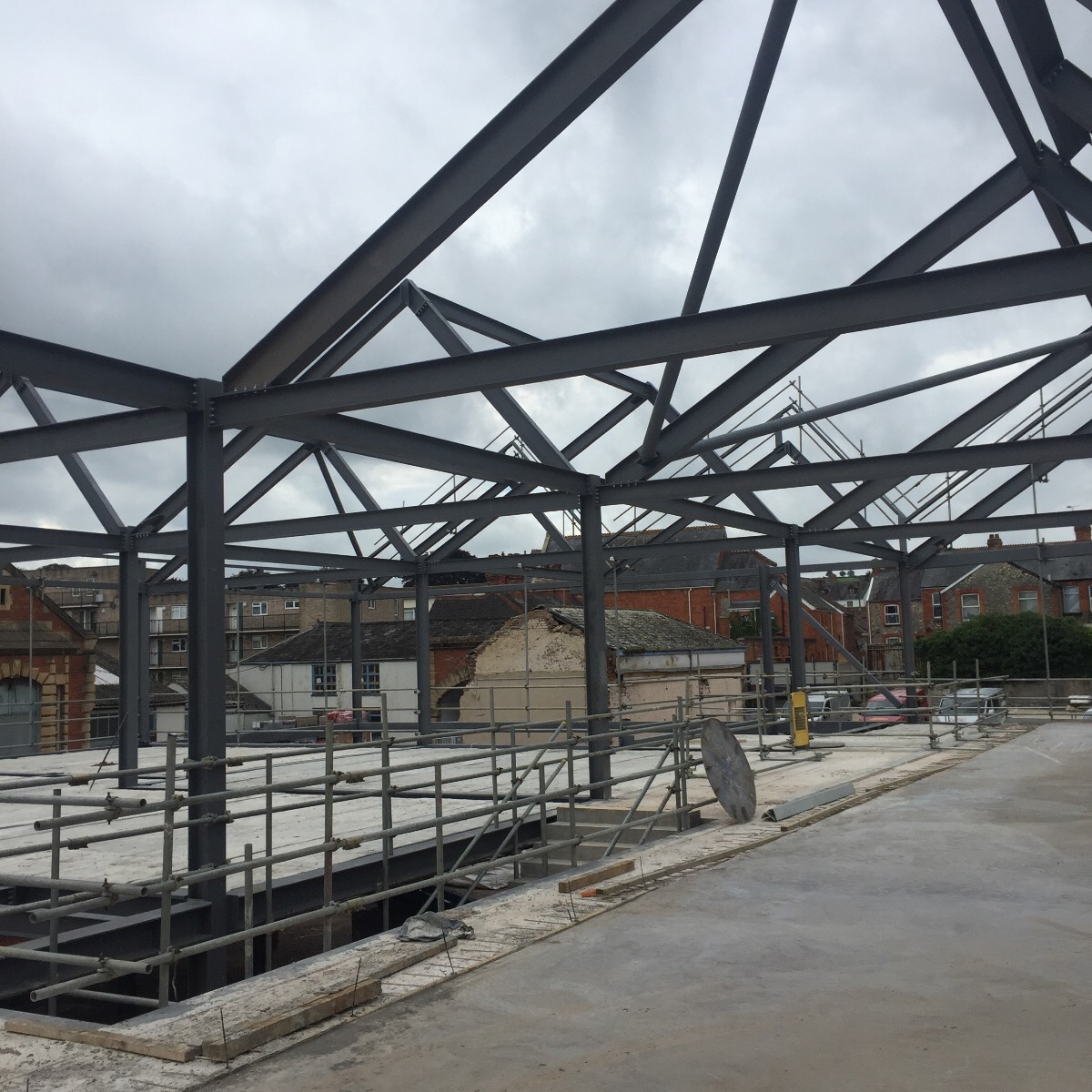 Latest Updates from Momentous Chard Regeneration Project
